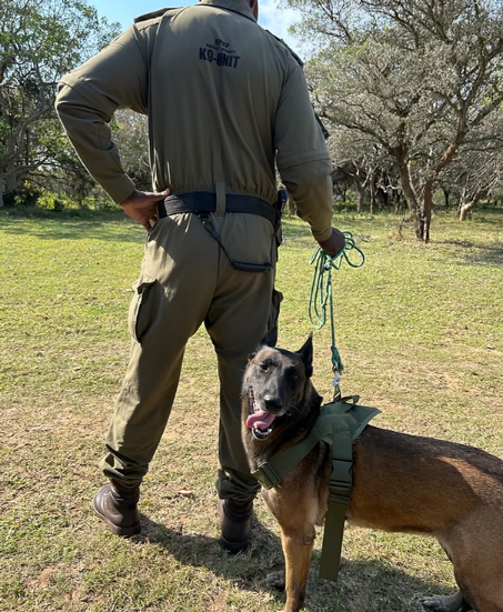 K9 unit anti-poaching demonstration and wire snare sweep, Zululand KwaZulu-Natal South Africa