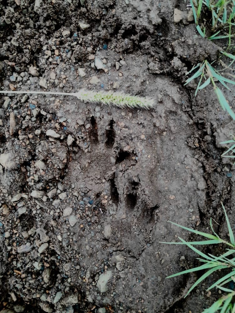 Track and signs course — reading animal tracks and spoor in KwaZulu-Natal bushveld, Wild Connection