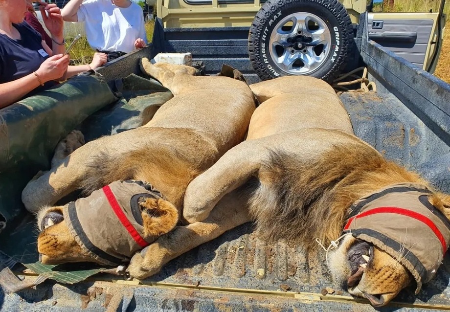 Project Rhino wildlife education — school visit inspiring children about rhino conservation South Africa